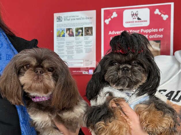 Imperial Karashishi Shih Tzu Pups for sale in Southport, Merseyside - Image 1