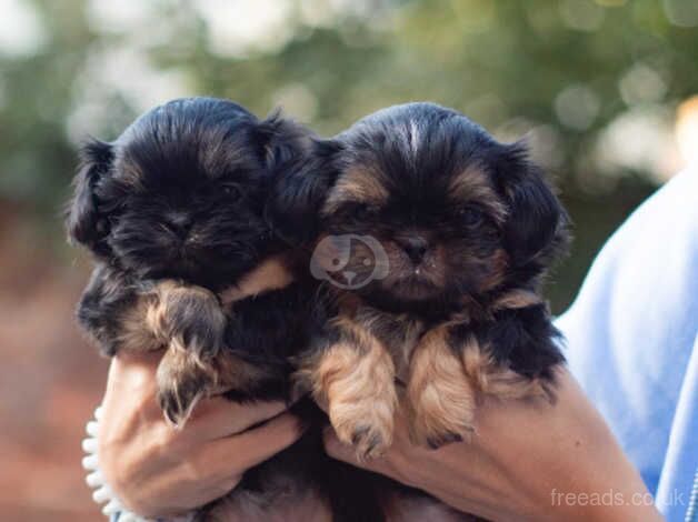 Imperial Karashishi Shih Tzu Pups for sale in Southport, Merseyside - Image 2