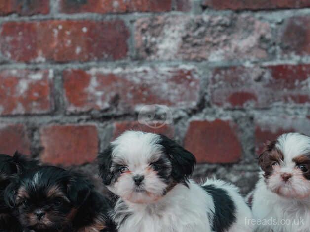 Imperial Karashishi Shih Tzu Pups for sale in Southport, Merseyside - Image 3