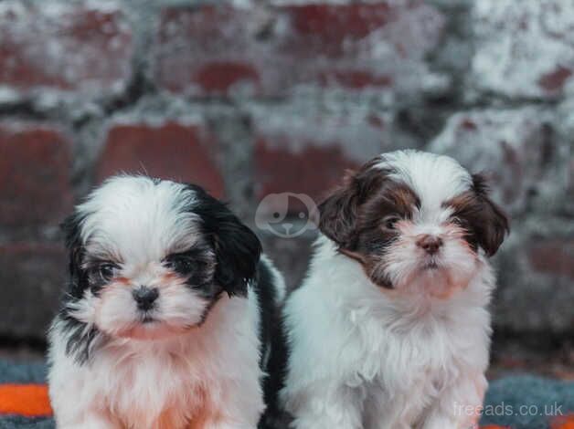 Imperial Karashishi Shih Tzu Pups for sale in Southport, Merseyside - Image 4