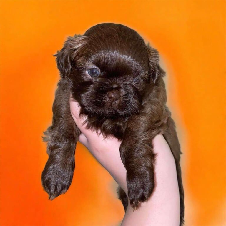 IMPERIAL KC CHOCOLATE SHIH-TZU'S for sale in Barry, Angus - Image 2