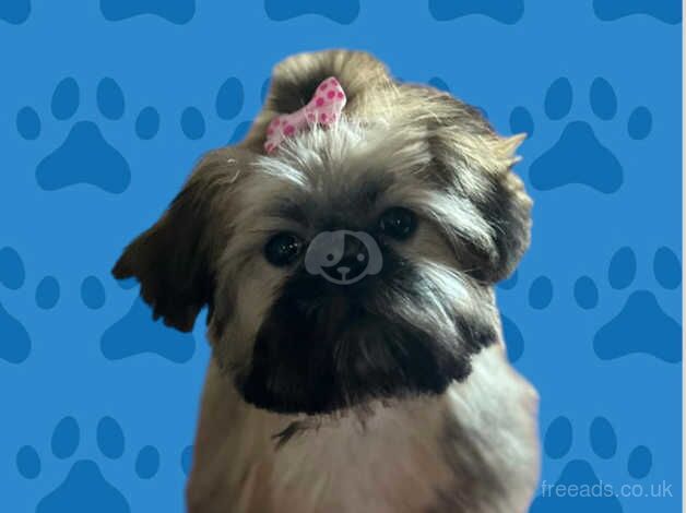 Imperial kc registered shih tzu puppy female for sale in Sandbach, Cheshire - Image 2