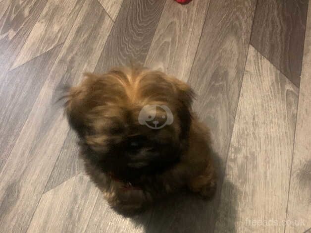 Imperial kc registered shih tzu puppy female for sale in Sandbach, Cheshire - Image 3