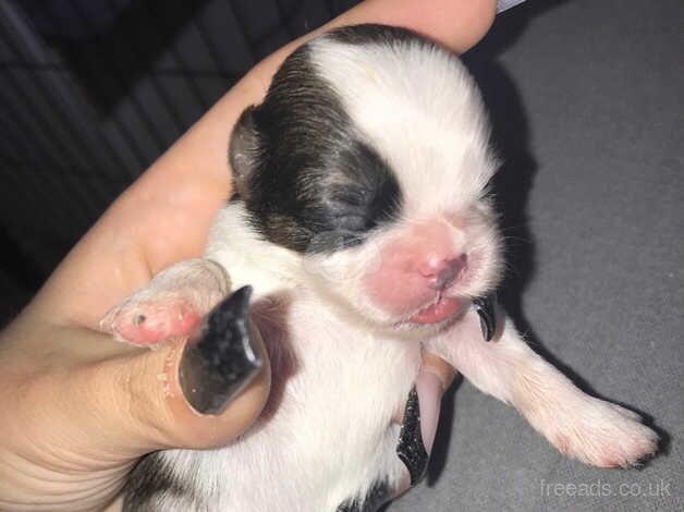 Imperial Shih t zu puppies for sale ! for sale in Birmingham, West Midlands - Image 1