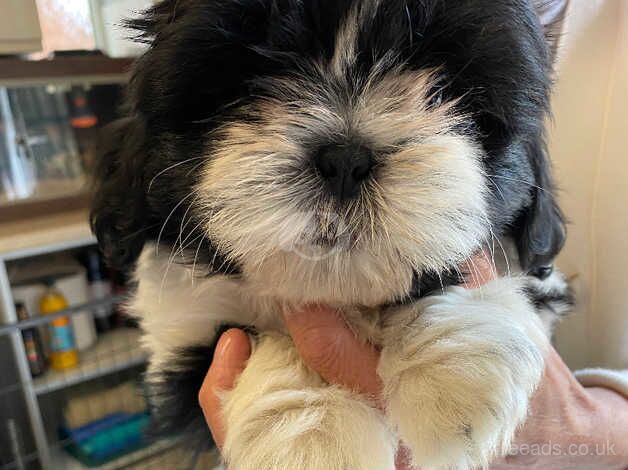 Imperial shih twz puppies for sale in Newark, Orkney Islands - Image 1