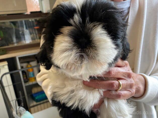 Imperial shih twz puppies for sale in Newark, Orkney Islands - Image 4