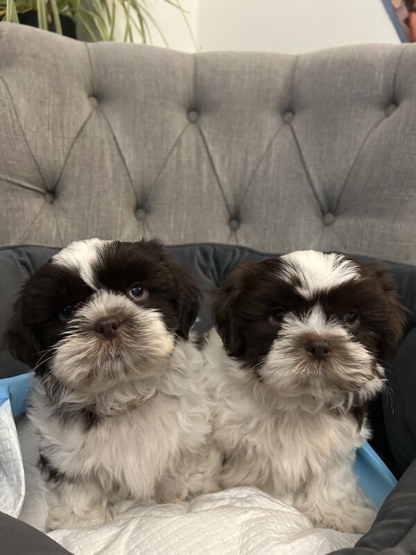 IMPERIAL SHIH TZU for sale in Swadlincote, Derbyshire