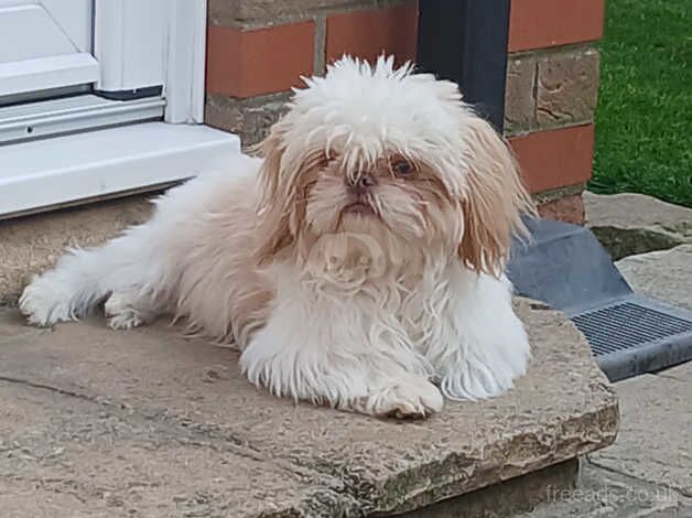 Imperial shih tzu boy available for stud dutys for sale in Middlesbrough, North Yorkshire