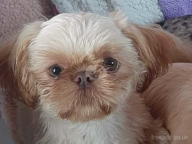 Imperial Shih Tzu Boy for sale in Great Clacton, Essex