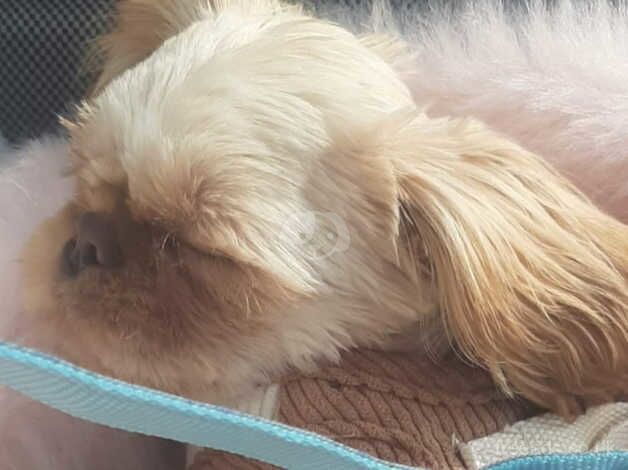 Imperial Shih Tzu Boy for sale in Great Clacton, Essex - Image 2