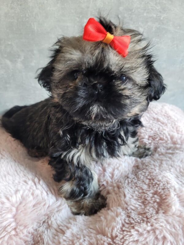 Imperial Shih tzu girls for sale in Basildon, Essex - Image 1