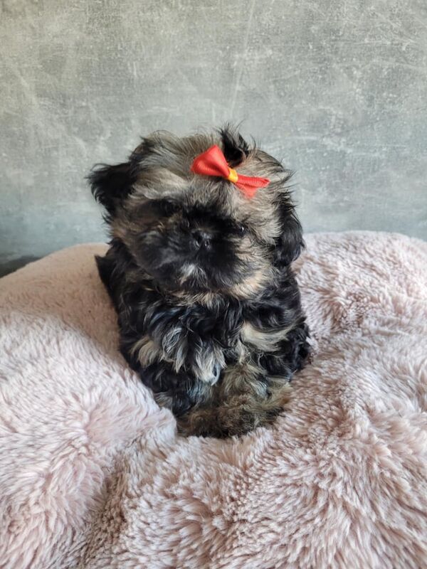 Imperial Shih tzu girls for sale in Basildon, Essex - Image 2