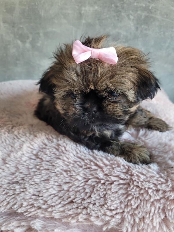 Imperial Shih tzu girls for sale in Basildon, Essex - Image 3