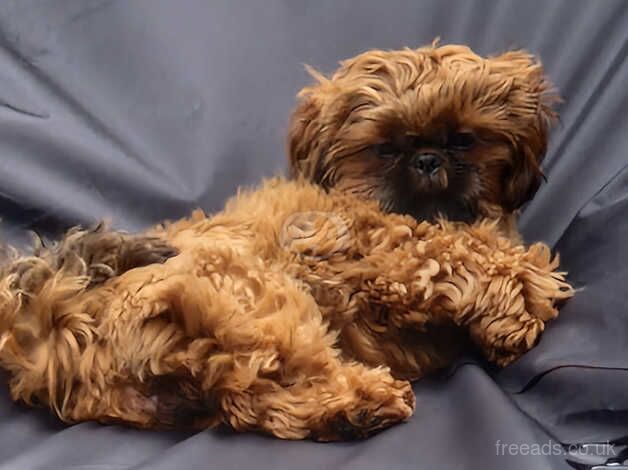 Imperial shih tzu for sale in Aberdeen, Aberdeen - Image 2