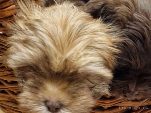 Imperial shih tzu for sale in King's Lynn, Norfolk - Image 4