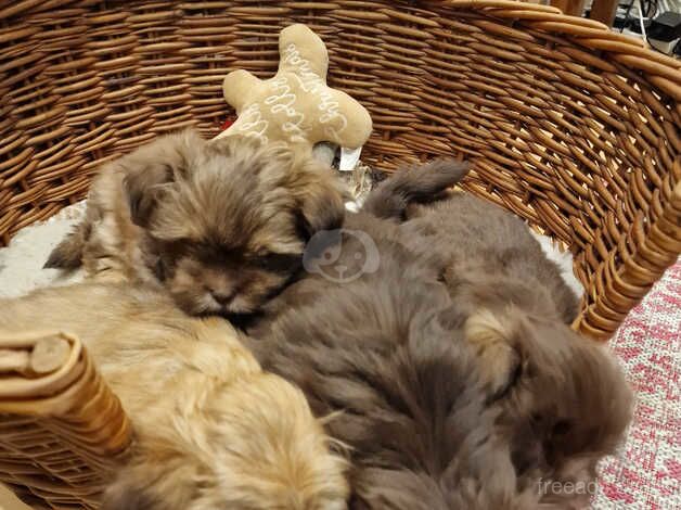 Imperial shih tzu for sale in King's Lynn, Norfolk - Image 5