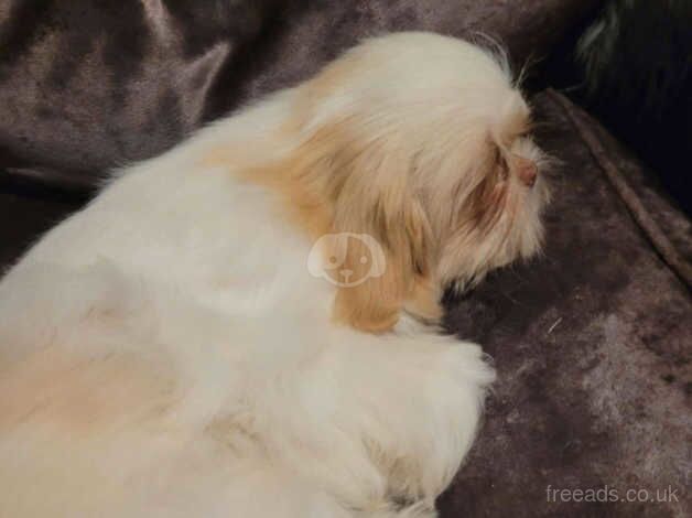 Imperial shih tzu for sale in Portsmouth, Hampshire - Image 2