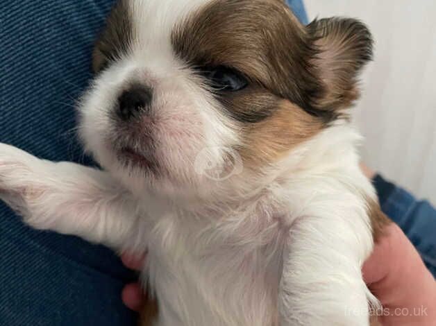 Imperial Shih Tzu pup/ last female left for sale in Stockton on Tees, County Durham - Image 1