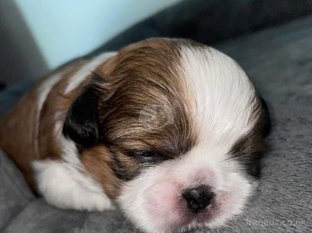 Imperial Shih Tzu pup/ last female left for sale in Stockton on Tees, County Durham - Image 2