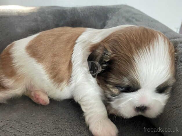 Imperial Shih Tzu pup/ last female left for sale in Stockton on Tees, County Durham - Image 3