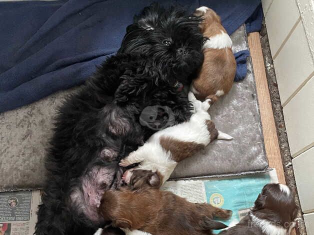 Imperial shih-tzu pups for sale in Grimsby, Lincolnshire - Image 2