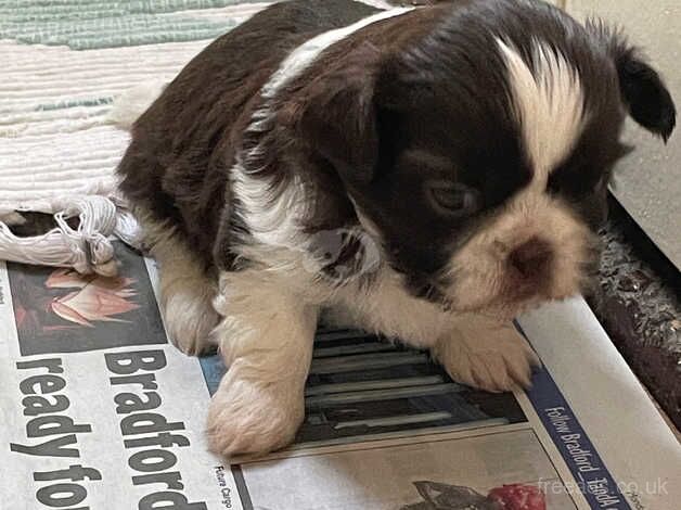 Imperial shih-tzu pups for sale in Grimsby, Lincolnshire - Image 5