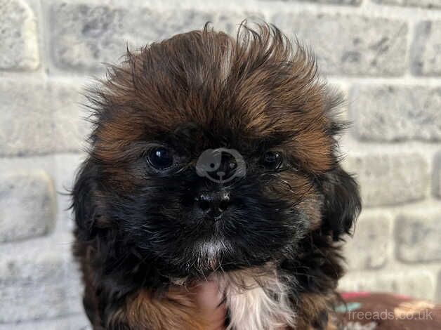 Imperial Shih tzu ready now for sale in Basildon, Essex - Image 1