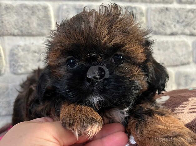 Imperial Shih tzu ready now for sale in Basildon, Essex - Image 2