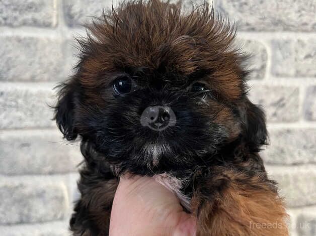 Imperial Shih tzu ready now for sale in Basildon, Essex - Image 3