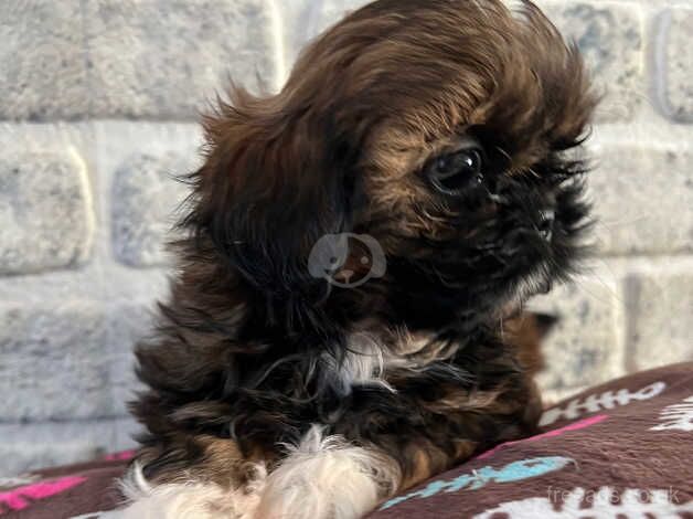 Imperial Shih tzu ready now for sale in Basildon, Essex - Image 4