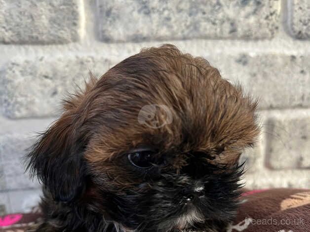 Imperial Shih tzu ready now for sale in Basildon, Essex - Image 5