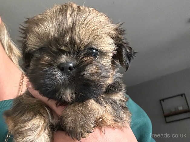 Imperial Shih Tzu- ready to leave for sale in Leeds, West Yorkshire