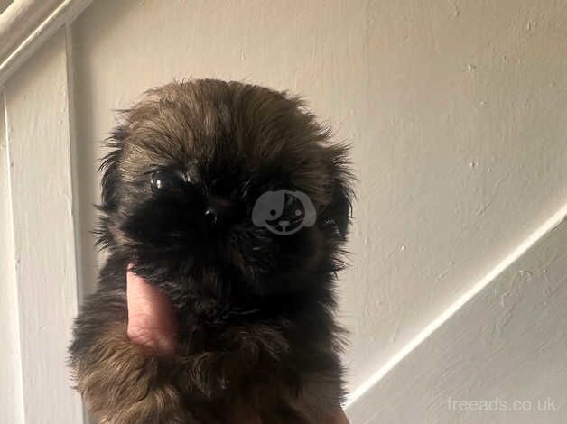 Imperial Shih Tzu- ready to leave for sale in Leeds, West Yorkshire - Image 5