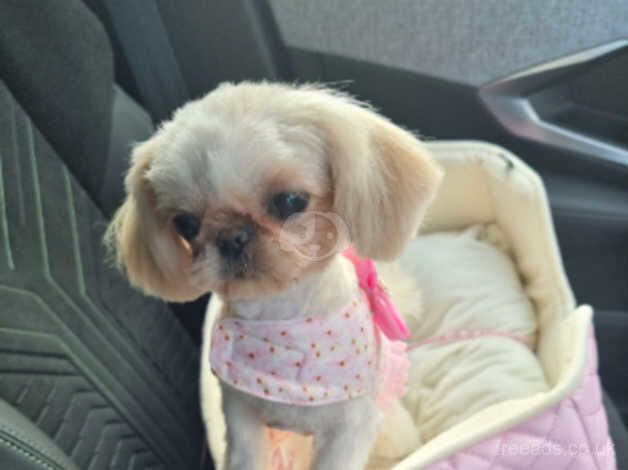 Imperial shih tzu teacup female for sale in Redruth, Cornwall - Image 1