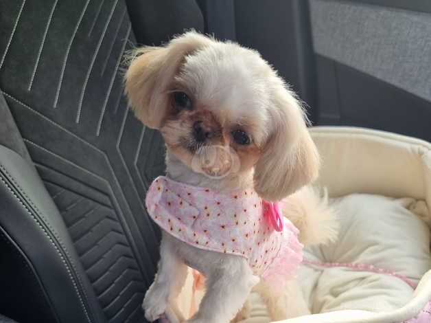 Imperial shih tzu teacup female for sale in Redruth, Cornwall - Image 2