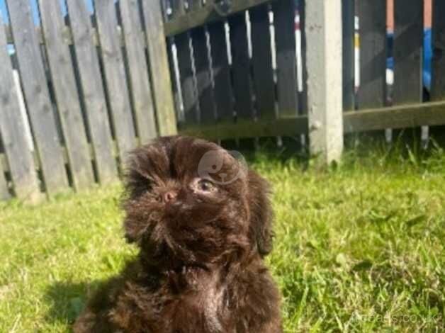 Imperial shih tzu's for sale in Middlesbrough, North Yorkshire