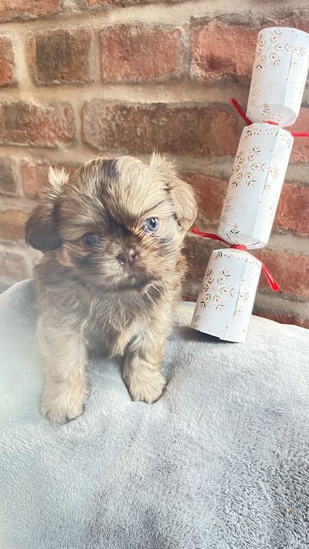 Imperial Shih tzus looking for their forever homes for sale in Chorley, Lancashire