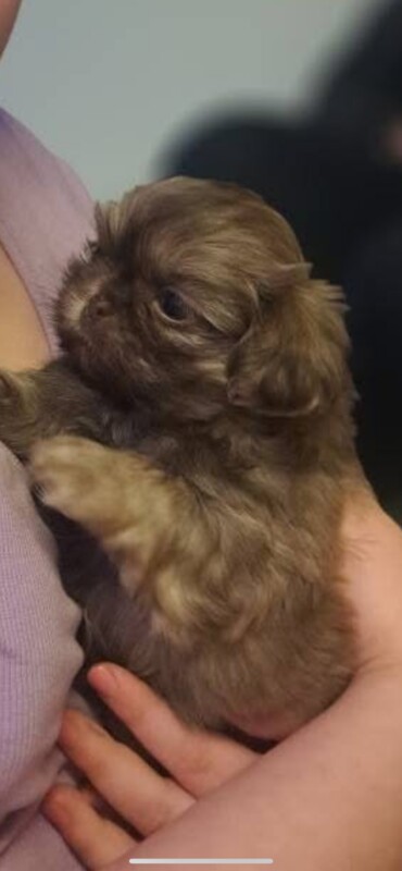 Imperial Shih tzus looking for their forever homes for sale in Chorley, Lancashire - Image 3