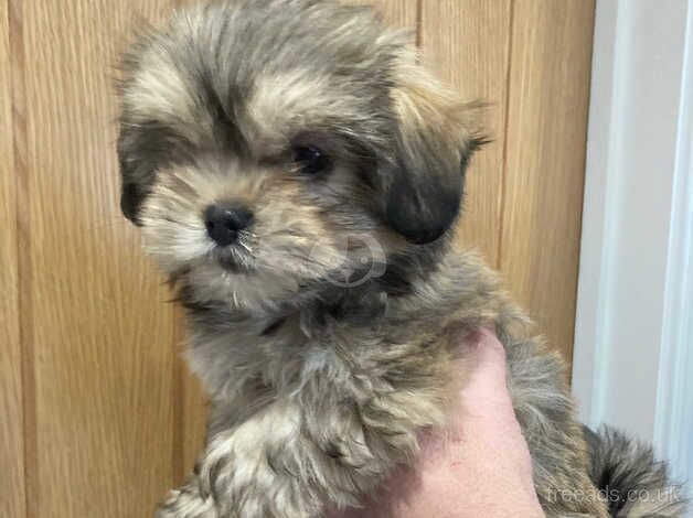 Imperial Shih Ztu for sale in Stourbridge, West Midlands - Image 3