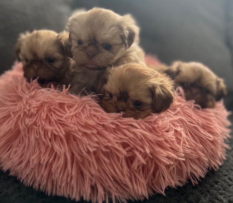 Imperial Shihtzu puppies for sale in West Derby, Merseyside - Image 1