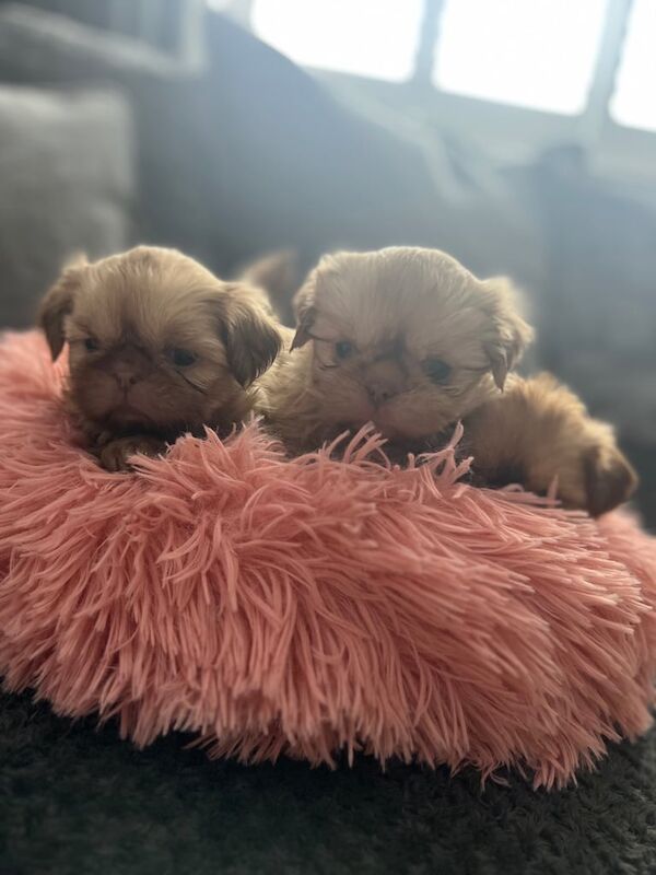 Imperial Shihtzu puppies for sale in West Derby, Merseyside - Image 3