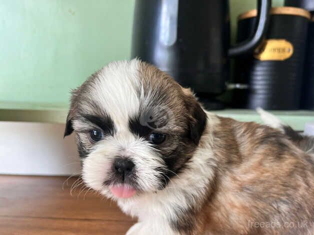 IMPERIAL SHIT ZHU Beautiful 8 week old boy for sale in Hillingdon, Hillingdon, Greater London - Image 1