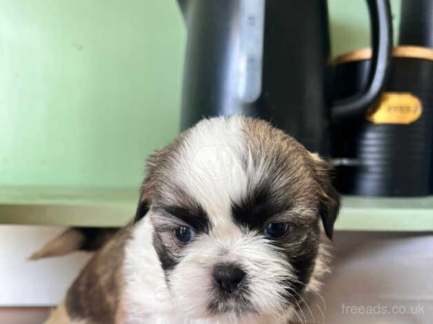 IMPERIAL SHIT ZHU Beautiful 8 week old boy for sale in Hillingdon, Hillingdon, Greater London - Image 2