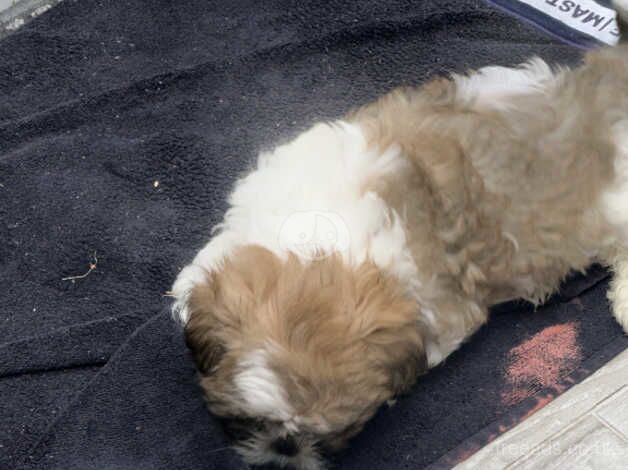 IMPERIAL SHIT ZHU Beautiful 8 week old boy for sale in Hillingdon, Hillingdon, Greater London - Image 3