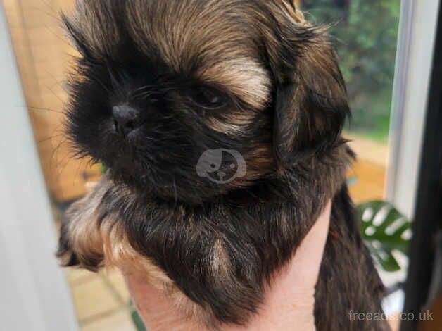 Imperial /standard shih tzu for sale in Bargoed, Caerphilly - Image 2