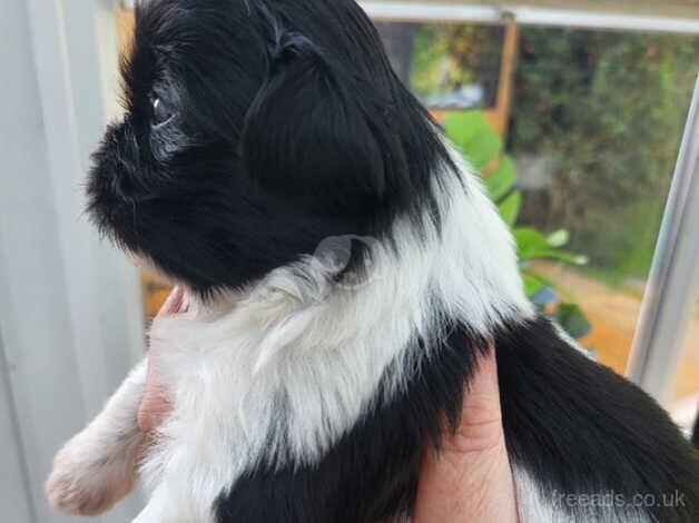 Imperial /standard shih tzu for sale in Bargoed, Caerphilly - Image 4