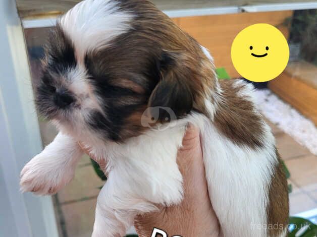 Imperial /standard shih tzu for sale in Bargoed, Caerphilly - Image 5