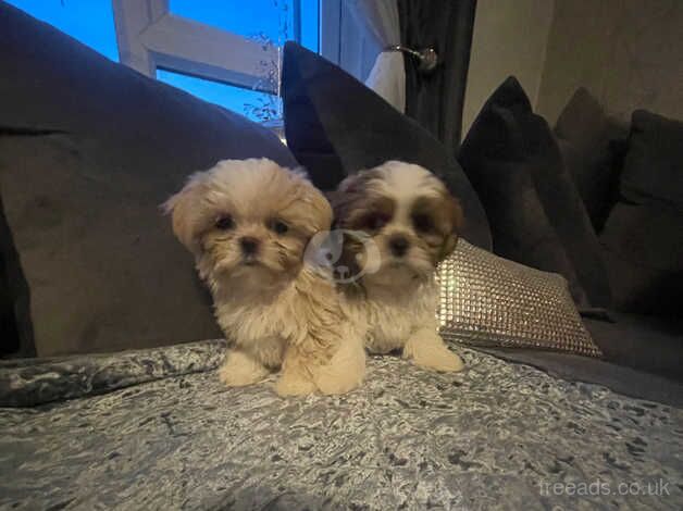 Imperial tiny puppy female for sale in Boston, Lincolnshire - Image 2