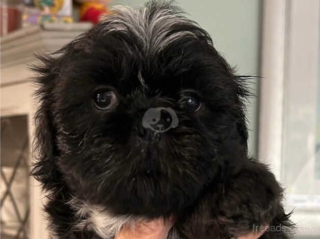 Karashishi Line Shih Tzu Puppies for sale in Pershore, Worcestershire - Image 1