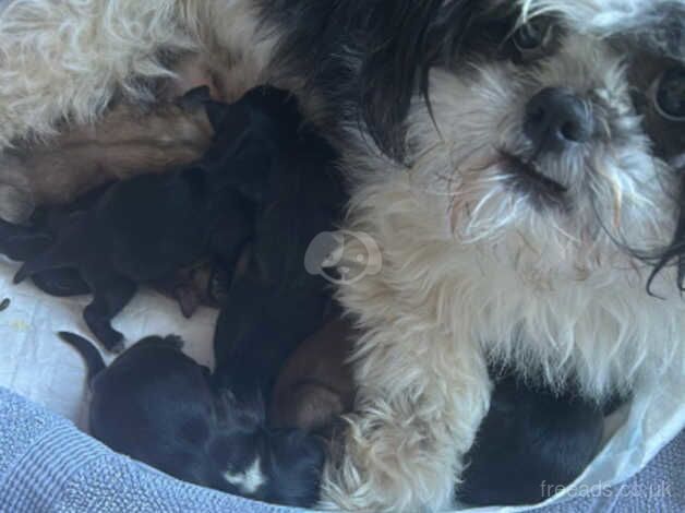 Karashishi Line Shih Tzu Puppies for sale in Pershore, Worcestershire - Image 2